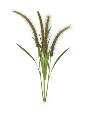 grass-giant-foxtail-bush-3d-model-1aa7a241bf