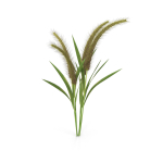 Grass Giant Foxtail bush
