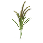 Grass Giant Foxtail bush