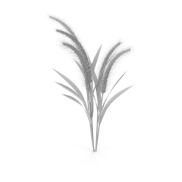 Grass Giant Foxtail bush