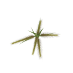 Grass Giant Foxtail bush