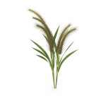Grass Giant Foxtail bush