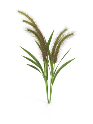 Grass Giant Foxtail bush