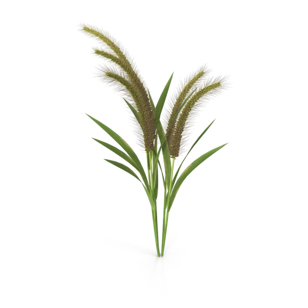 Grass Giant Foxtail bush