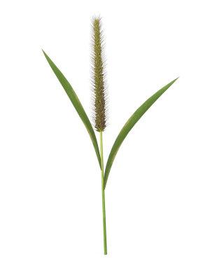 Grass Giant Foxtail straight