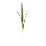 Grass Giant Foxtail straight