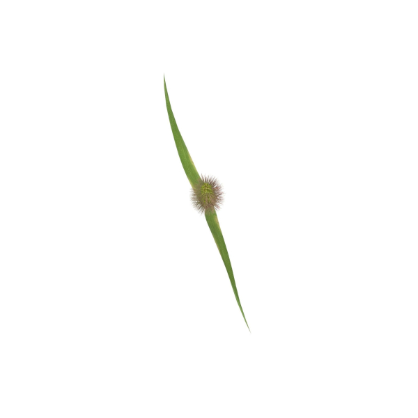 Grass Giant Foxtail straight