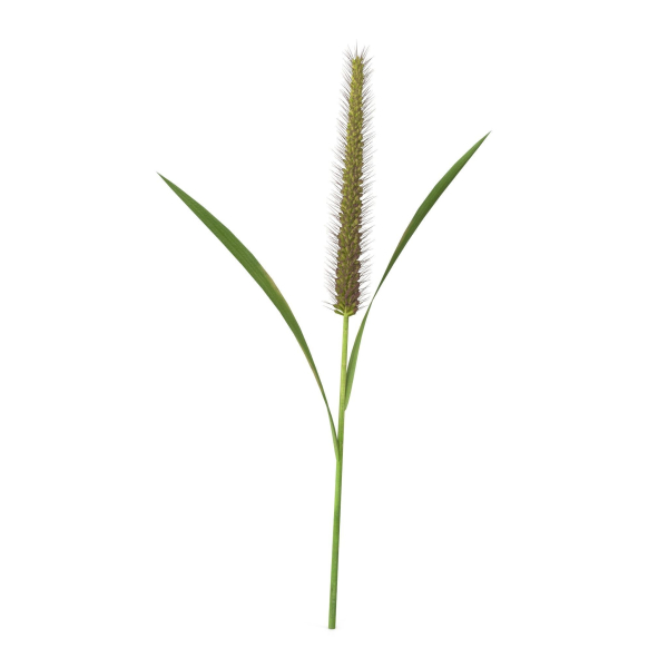 Grass Giant Foxtail straight