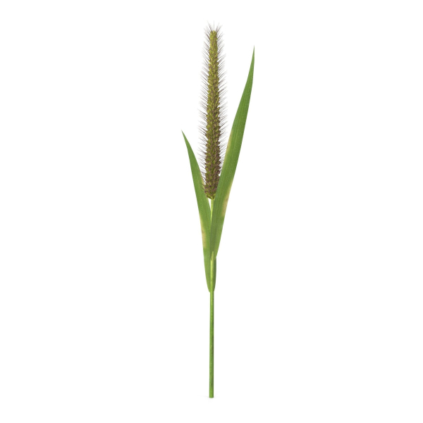 Grass Giant Foxtail straight