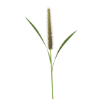 Grass Giant Foxtail straight