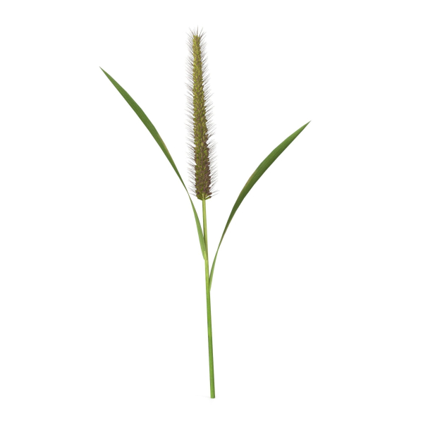 Grass Giant Foxtail straight
