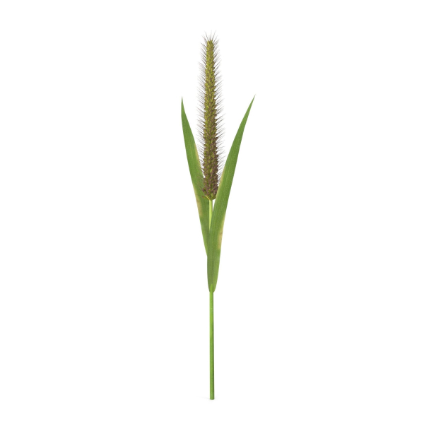 Grass Giant Foxtail straight