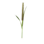 Grass Giant Foxtail straight