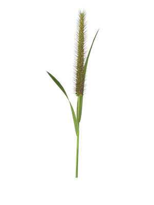 grass-giant-foxtail-straight-3d-model-cbe69ba530