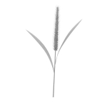 Grass Giant Foxtail straight