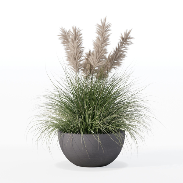 Grass in big flower pot