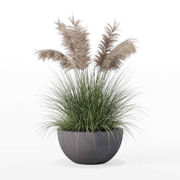 Grass in big flower pot