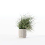 Grass in big flower pot