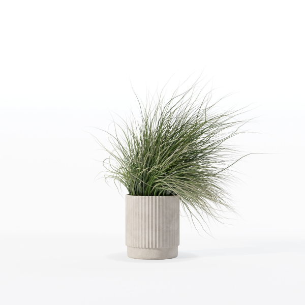 Grass in big flower pot
