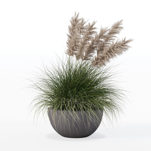 Grass in big flower pot