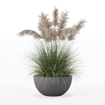 Grass in big flower pot