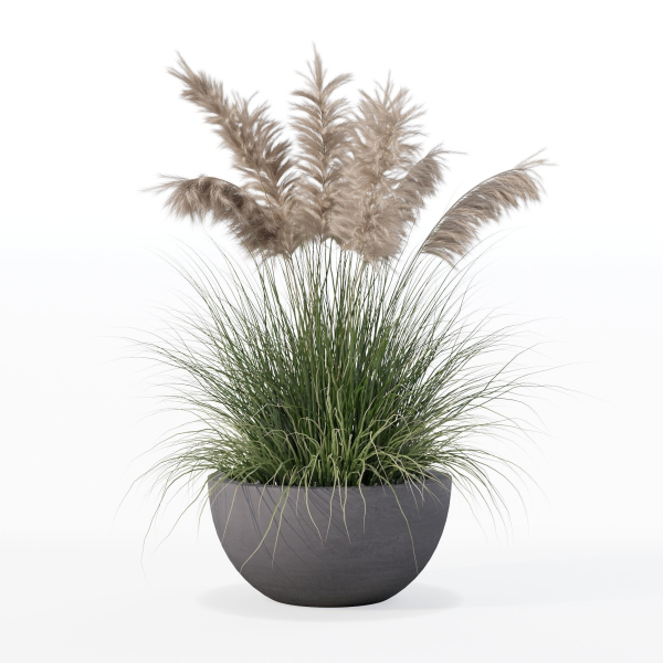 Grass in big flower pot