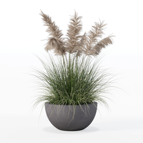 Grass in big flower pot