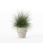 Grass in big flower pot