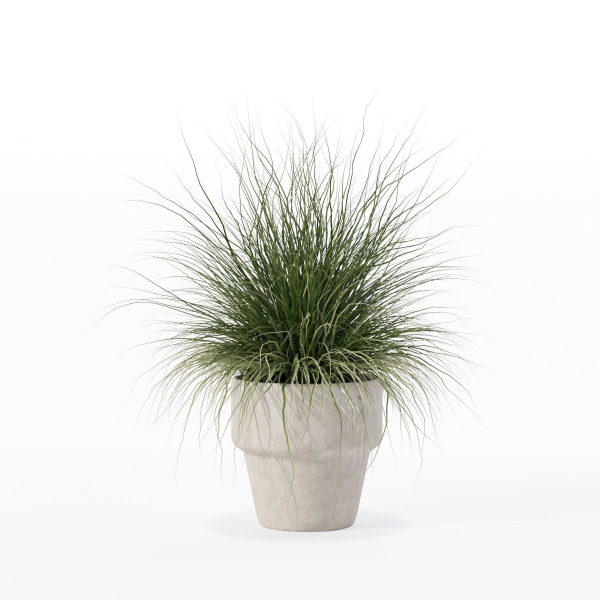Grass in big flower pot