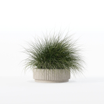 Grass in big flower pot