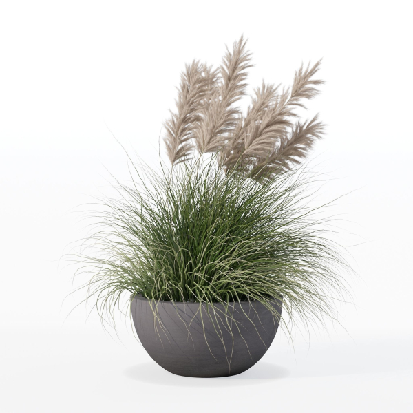 Grass in big flower pot