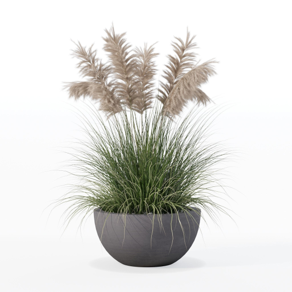 Grass in big flower pot