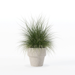 Grass in big flower pot