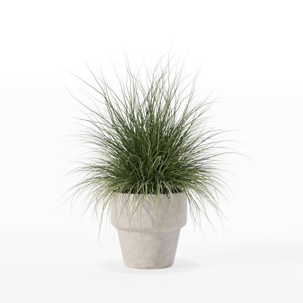 Grass in big flower pot