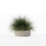 Grass in big flower pot