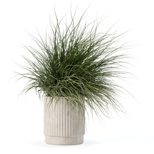 Grass in big flower pot