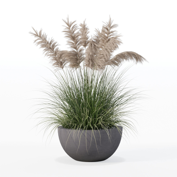 Grass in big flower pot