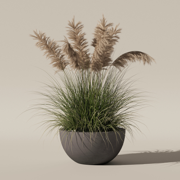 Grass in big flower pot