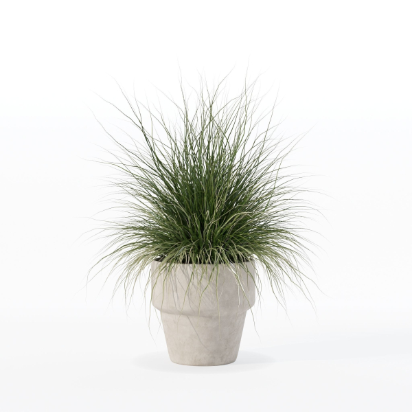 Grass in big flower pot