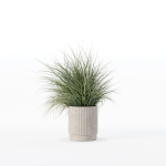 Grass in big flower pot