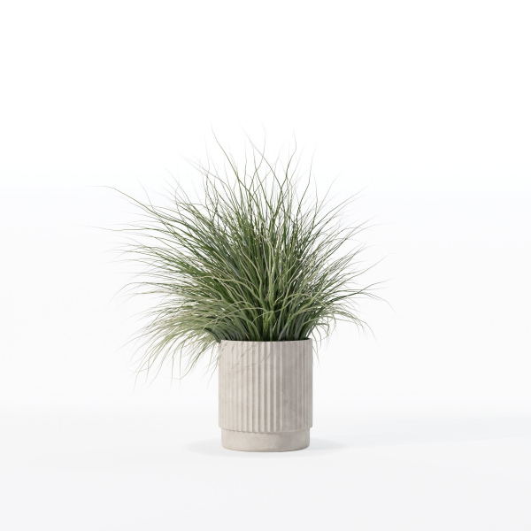 Grass in big flower pot