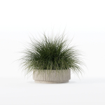 Grass in big flower pot