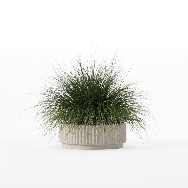 Grass in big flower pot