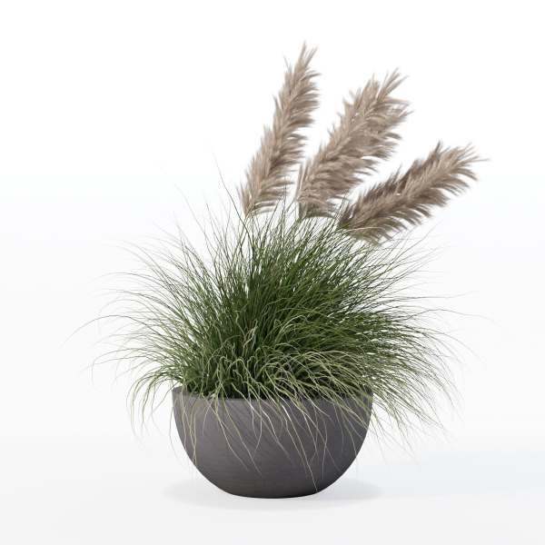 Grass in big flower pot