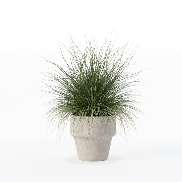 Grass in big flower pot