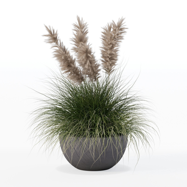 Grass in big flower pot