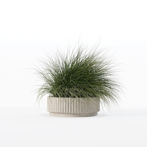 Grass in big flower pot