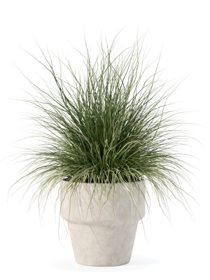 Grass in big flower pot