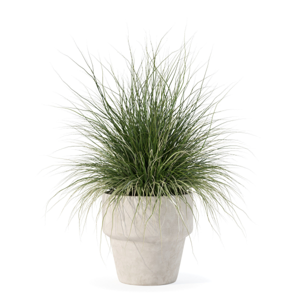 Grass in big flower pot