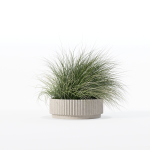 Grass in big flower pot